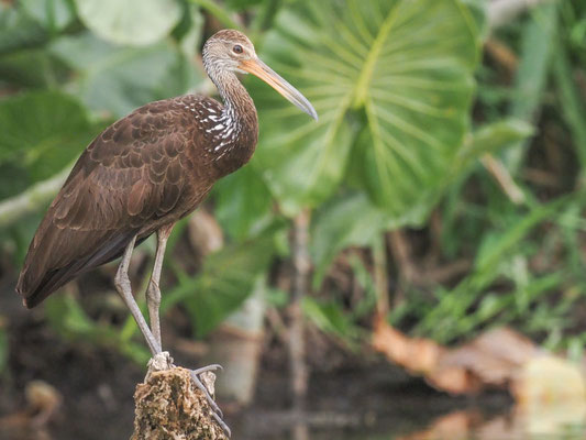 Rallenkranich, Limpkin - Aramus guarauna
