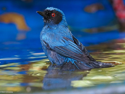 MASKENHAKENSCHNABEL, MASKED FLOWERPIERCER - DIGLOSSA CYANEA