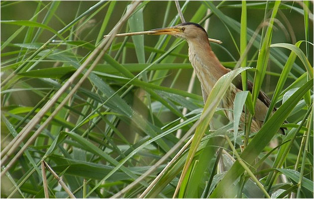 ZWERGDOMMEL, LITTLE BITTERN, IXOBRYCHUS MINUTUS