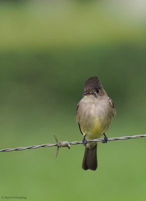 SÜDLICHER WALDSCHNÄPPERTYRANN, TROPICAL PEWEE, CONTOPUS CINEREUS