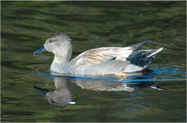 SCHNATTERENTE, GADWALL, ANAS STREPERA