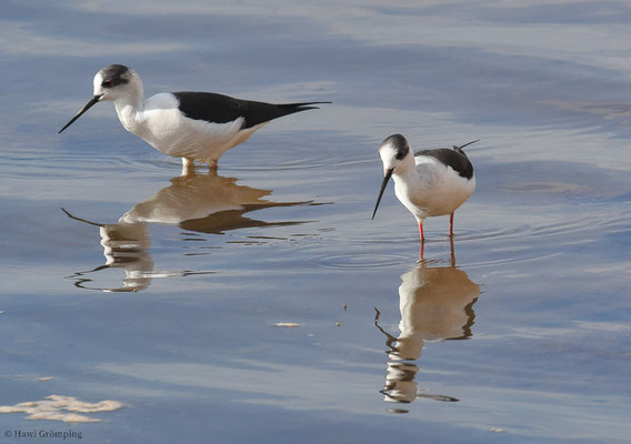 STELZENLÄUFER, BLACK-WINGED STILT, HIMANTOPUS HIMANTOPUS