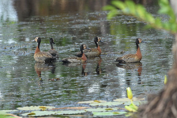 WITWENPFEIFENTE, WHITE-FACED WHISTLING-DUCK, DENDROCYGNA VIDUATA