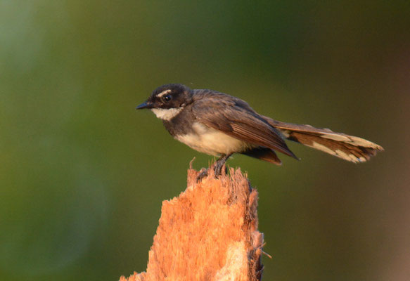 MALAIENFÄCHERSCHWANZ, PIED FANTAIL, RHIPIDURA JAVANICA