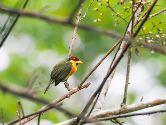 Goldbrustbartvogel, Lemon-throated Barbet - Eubucco richardsoni