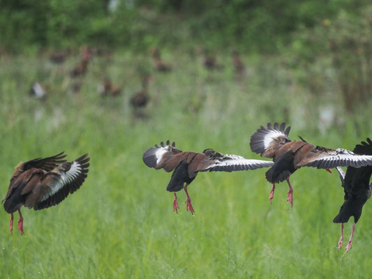 HERBSTPFEIFGANS, BLACK-BELLIED WHISTLING-DUCK - DENDROCYGNA AUTUMNALIS
