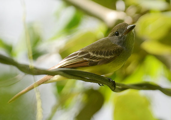 SCHNÄPPERTYRANN, GREAT CRESTED FLYCATCHER, MYIARCHUS CRINITUS