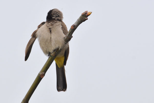 GELBSTEISSBÜLBÜL, WHITE-SPECTACLED BULBUL, PYCNONOTUS XANTHOPYGOS