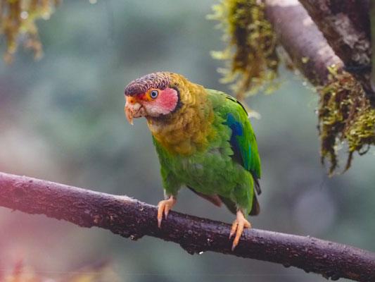ROSENWANGENPAPAGEI, ROSE-FACELD PARROT - PYRILLA PULCHRA