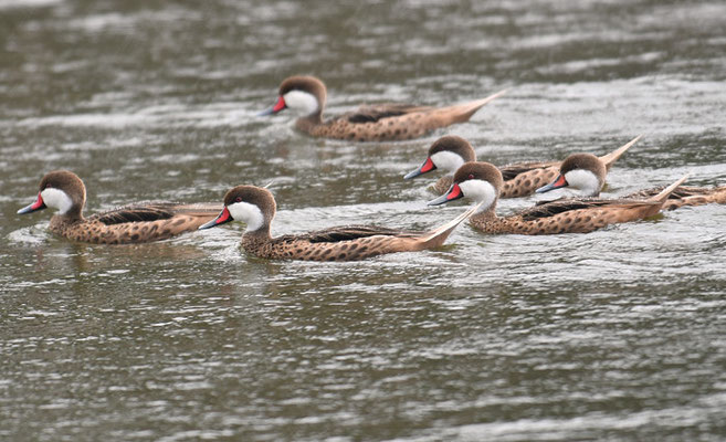 BAHAMAENTE, WHITE-CHEEKED PINTAIL, ANAS BAHAMENSIS