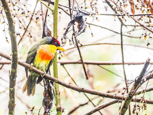 Goldbrustbartvogel, Lemon-throated Barbet - Eubucco richardsoni
