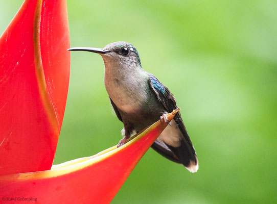 VIOLETTKRONENNYMPHE, VIOLET-CROWNED WOODNYMPH, THALURANIA COLUMBICA