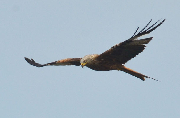 ROTMILAN, RED KITE, MILVUS MILVUS