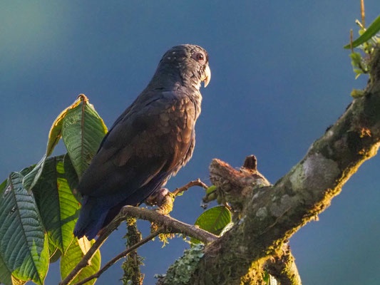 Glanzflügelpapagei, Bronze-winged Parrot - Pionus chalcopterus