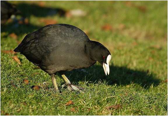 BLÄSSRALLE, EURASIAN COOT, FULICA ATRA 