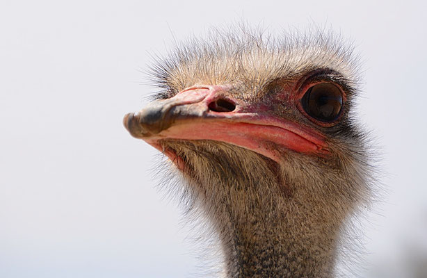 STRAUSS, COMMON OSTRICH, STRUTHIO CAMELUS