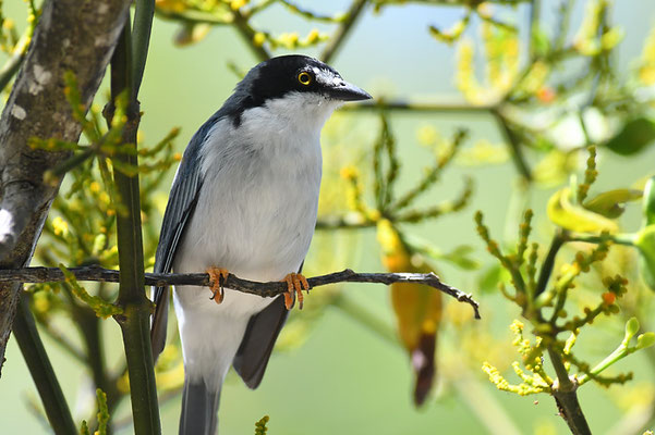 SCHWARZKAPPENTANGARE, HOODED TANAGER, NEMOSIA PILEATA