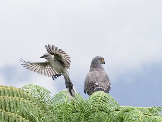 Wegebussard, Roadside Hawk - Rupornis magnirostris