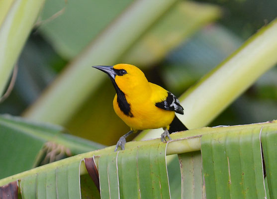 ORANGEBRUSTTRUPIAL, YELLOW ORIOLE, ICTERUS NIGROGULARIS