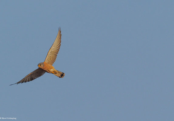 Rötelfalke, Lesser Kestrel-Falco naumanni