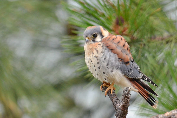 BUNTFALKE, AMERICAN KESTREL, FALCO SPARVERIUS