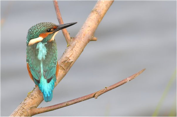 EISVOGEL, COMMON KINGFISHER, ALCEDO ATTHIS