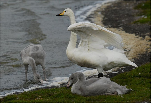 SINGSCHWAN, WHOOPER SWAN, CYGNUS CYGNUS