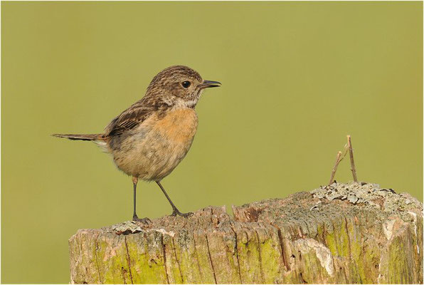 SCHWARZKEHLCHEN, STONECHAT, SAXICOLA TORQUATUS