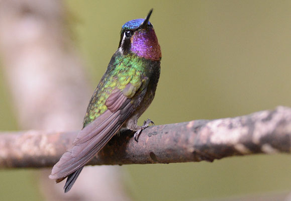 PURPURKEHLNYMPHE, PURPLE-THROATED MOUNTAIN-GEM, LAMPORNIS CALOLAEMUS