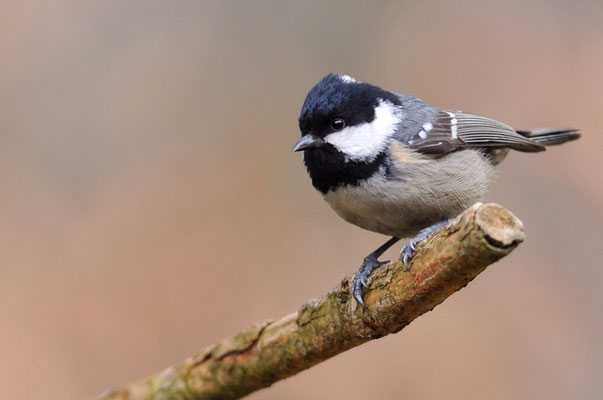 TANNENMEISE, COAL TIT, PERIPARUS ATER
