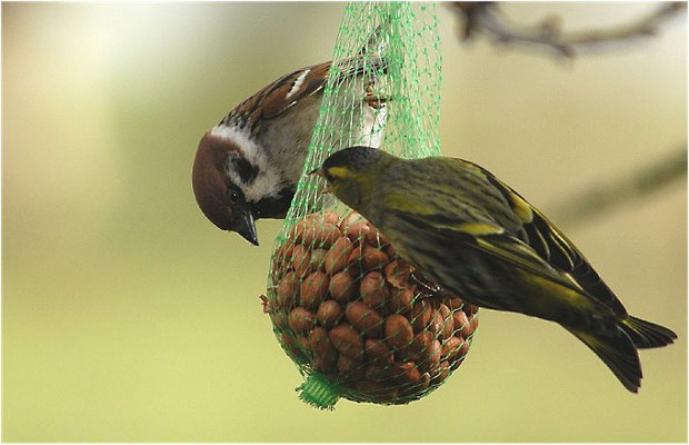 ERLENZEISIG, SISKIN, CARDUELIS SPINUS