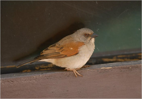 GRAUKOPFSPERLING, GREY-HEADED SPARROW, PASSER GRISEUS