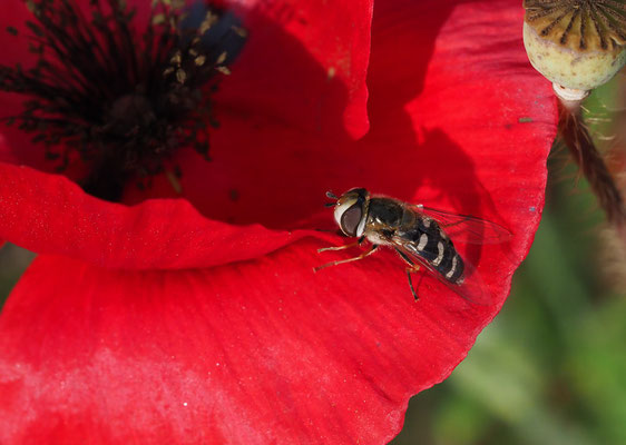 SPÄTE GROSSSTIRNSCHWEBFLIEGE, SCAEVA PYRASTRI
