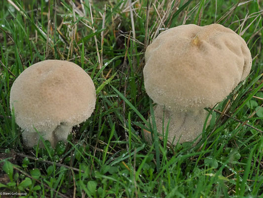 Beutelstäubling - Calvatia excipuliformis