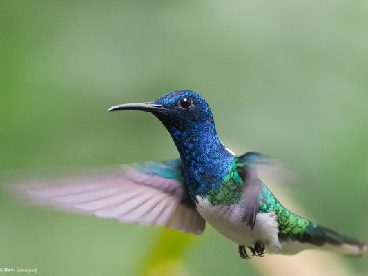 WEISSNACKENKOLIBRI, WHITE-NECKED JACOBIN - FLORISUGA MELLIVORA