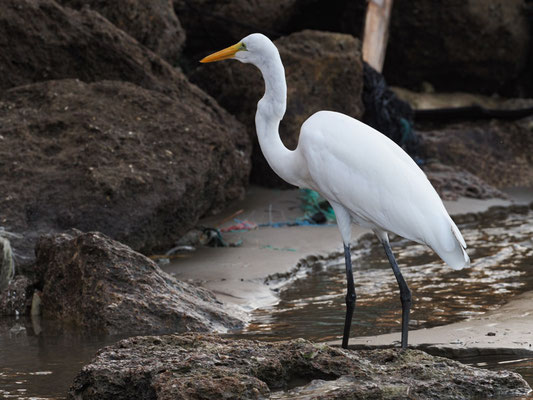 SILBERREIHER, GREAT EGRET - ARDEA ALBA