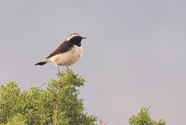 ZYPERNSTEINSCHMÄTZER, CYPRUS WHEATEAR, OENANTHE CYPRIACA