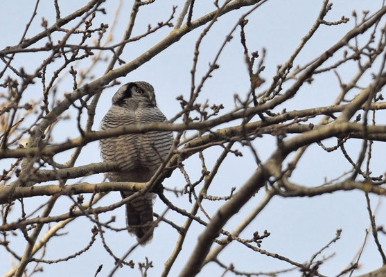 SPERBEREULE, HAWK OWL, SURNIA ULULA