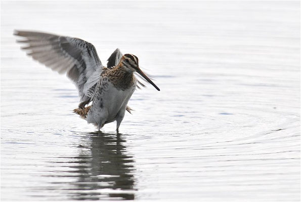 BEKASSINE, COMMON SNIPE, GALLINAGO GALLINAGO