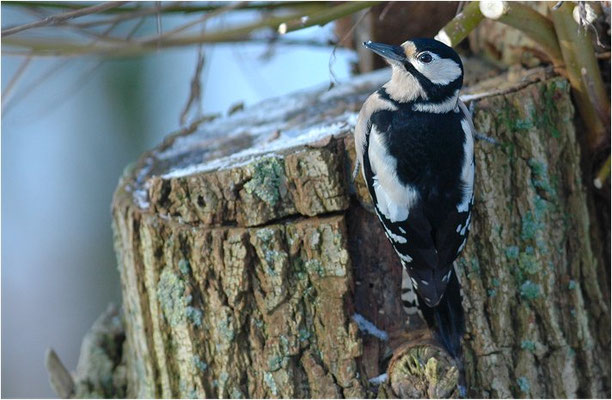 BUNTSPECHT, GREAT SPOTTED WOODPECKER, DENDROCOPOS MAJOR