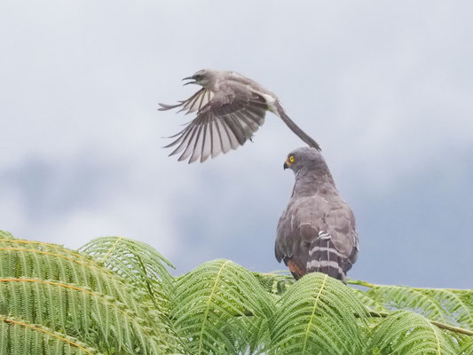 Wegebussard, Roadside Hawk - Rupornis magnirostris