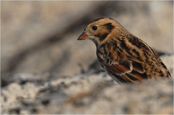 SPORNAMMER, LAPLAND BUNTING, CALCARIUS LAPPONICUS