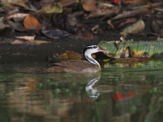 Zwergbinsenralle, Sungrebe - Heliornis fulica