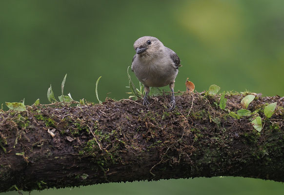 SCHLICHTTANGARE, PLAIN-COLORED TANAGER, TANGARA INORNATA