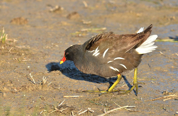 TEICHRALLE, MOORHEN, GALINULA CHLOROPUS