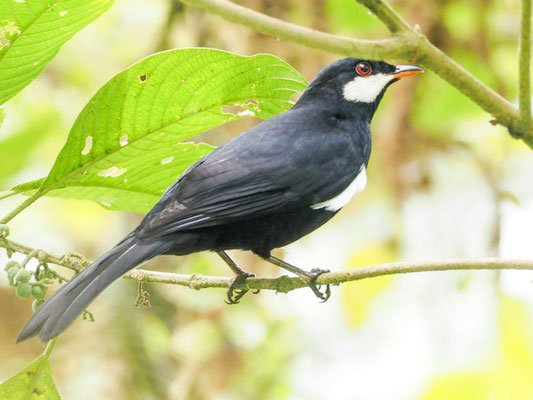 Schwarzklarino, Black Solitaire - Entomodestes coracinus