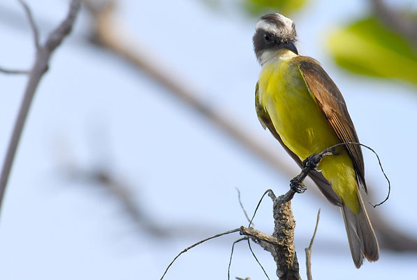 ROTKRONTYRANN, SOCIAL FLYCATCHER, MYIOZETETES SIMILIS 