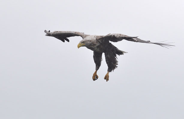 SEEADLER, WHITE-TAILED EAGLE, HALIAEETUS ALBICILLA