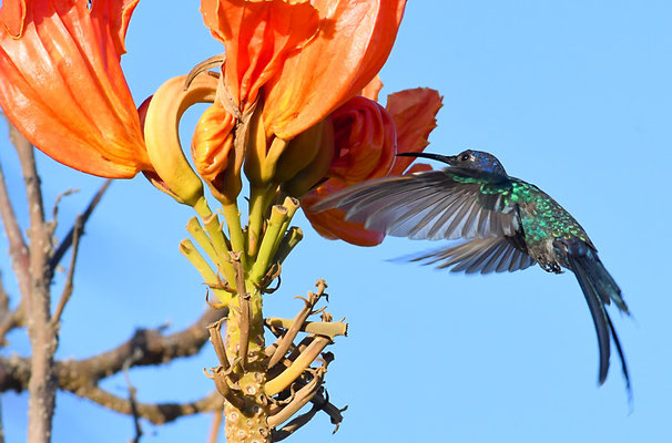 Blauer Gabelschwanzkolibri, Swallow-tailed hummingbird, Eupetomena macroura