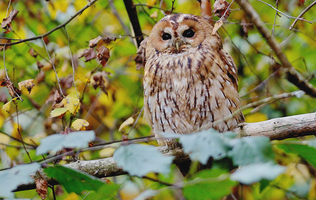 WALDKAUZ, TAWNY OWL, STRIX ALUCO